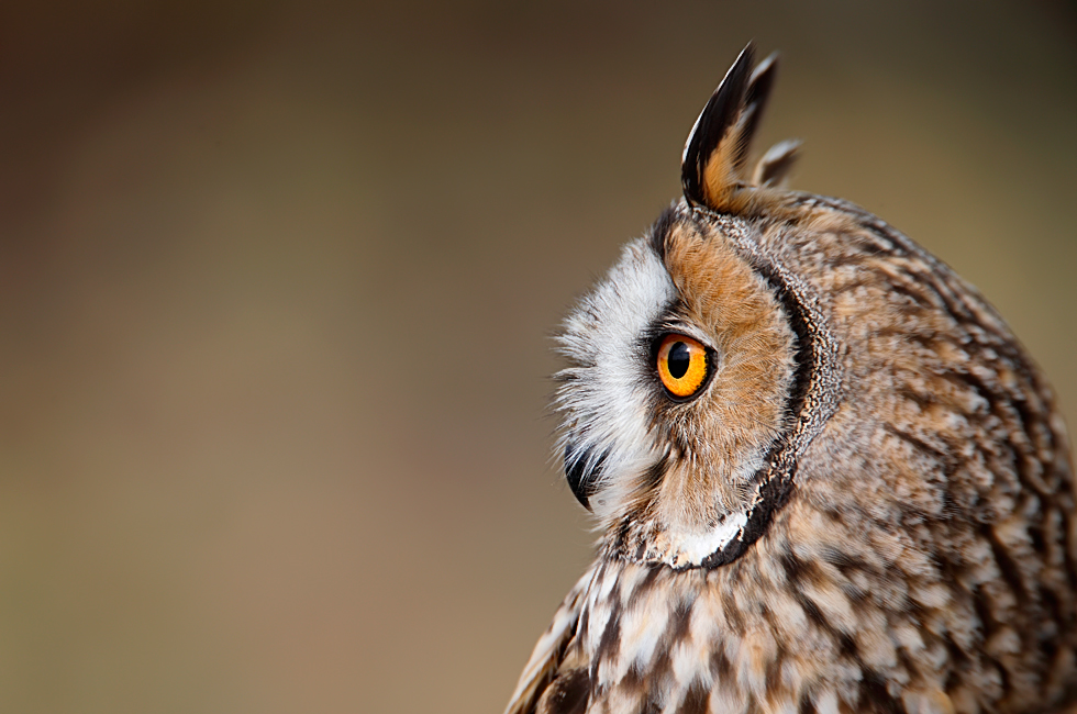 Imagen 4 de la galería de Búho Chico - Long-eared Owl
